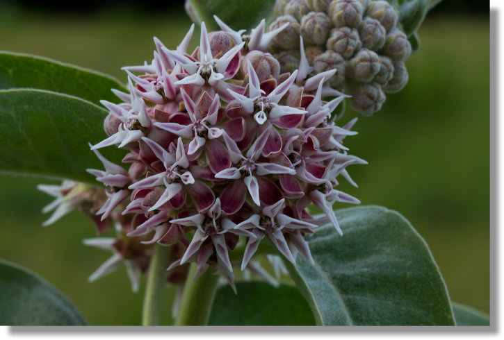 Showy Milkweed (Asclepias speciosa) flower cluster in Yosemite Valley