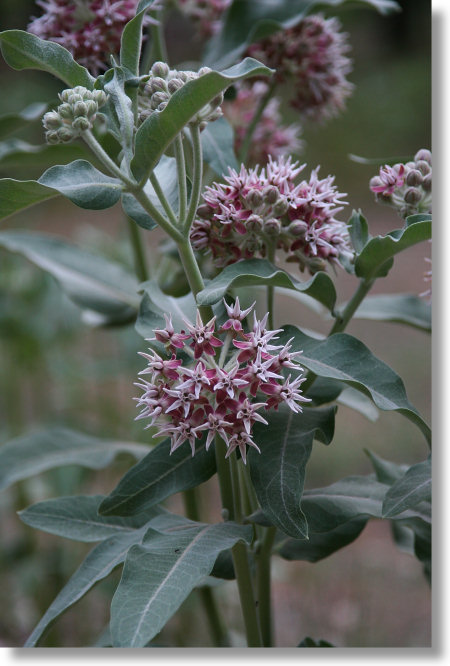 Showy Milkweed (Asclepias speciosa)