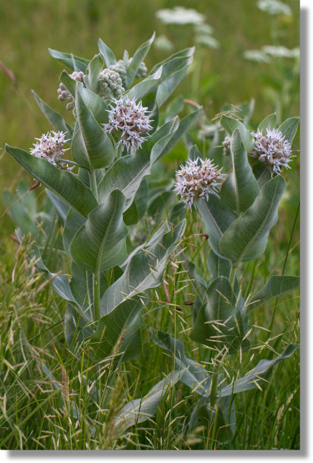 Showy Milkweed (Asclepias speciosa)