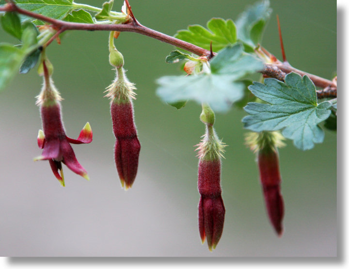 Sierra Gooseberry Flowers