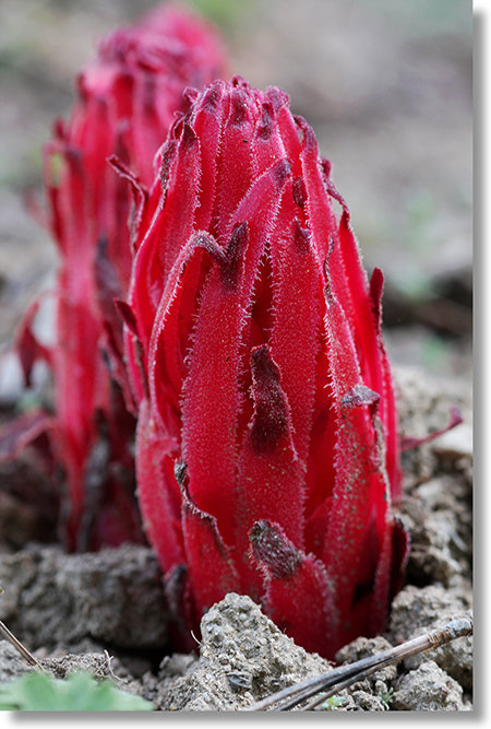 Young Snow Plant along Tioga Road near Crane Flat, Yosemite National Park