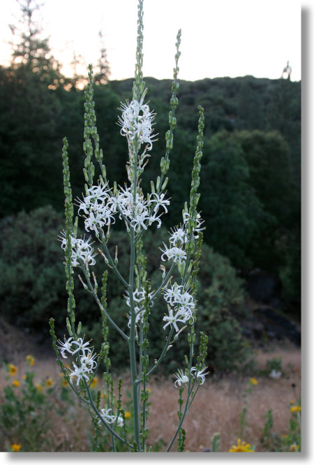 Soap Plant near dusk
