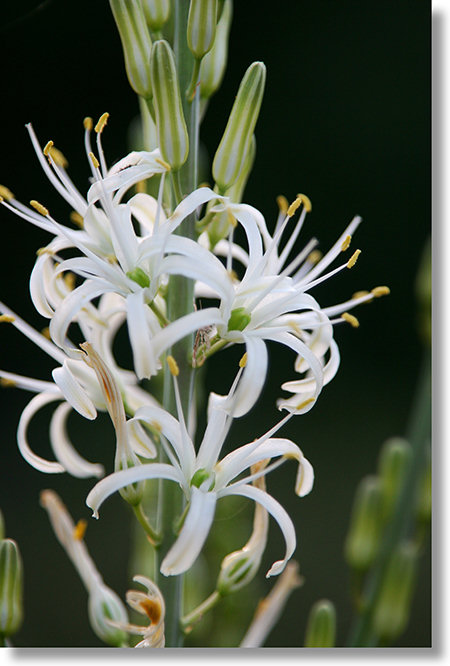 cluster of Soap Plant flowers