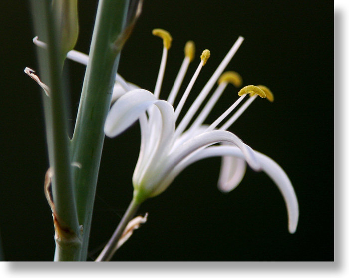 Profile view of Soap Plant (Chlorogalum pomeridianum) flower