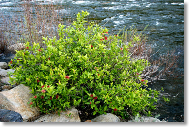 Spicebush plant beside the Merced River, just outside Yosemite National Park