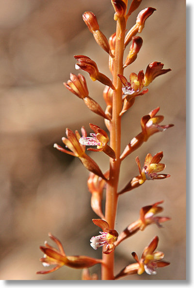 Spotted Coralroot stem and blooms