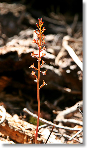 spotted coralroot plant