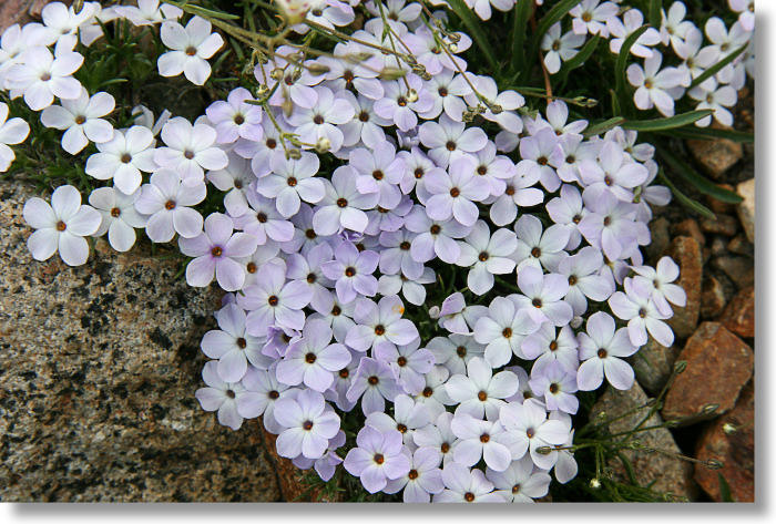 Spreading Phlox (Phlox diffusa)