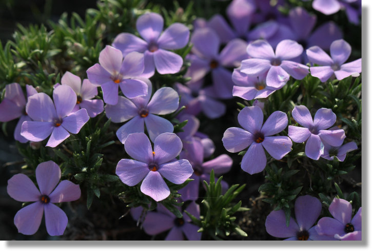 Spreading Phlox (Phlox diffusa)