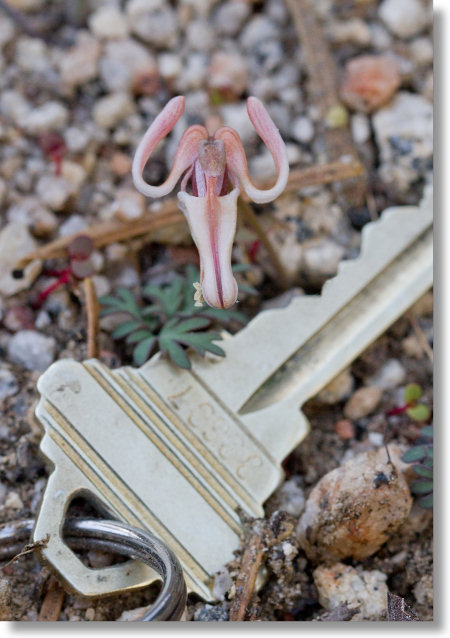 Steer's Head (Dicentra uniflora) flower