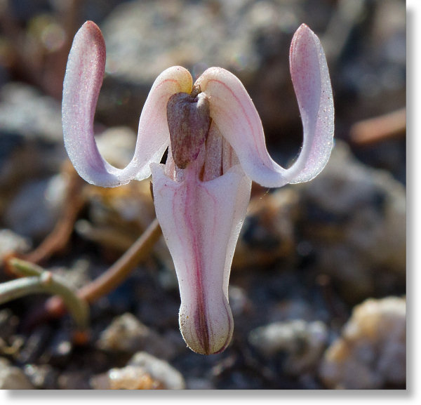 Steer's Head (Dicentra uniflora) flower