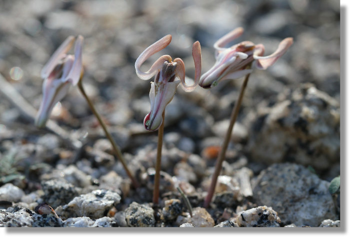 Steer's Head (Dicentra uniflora) flowers