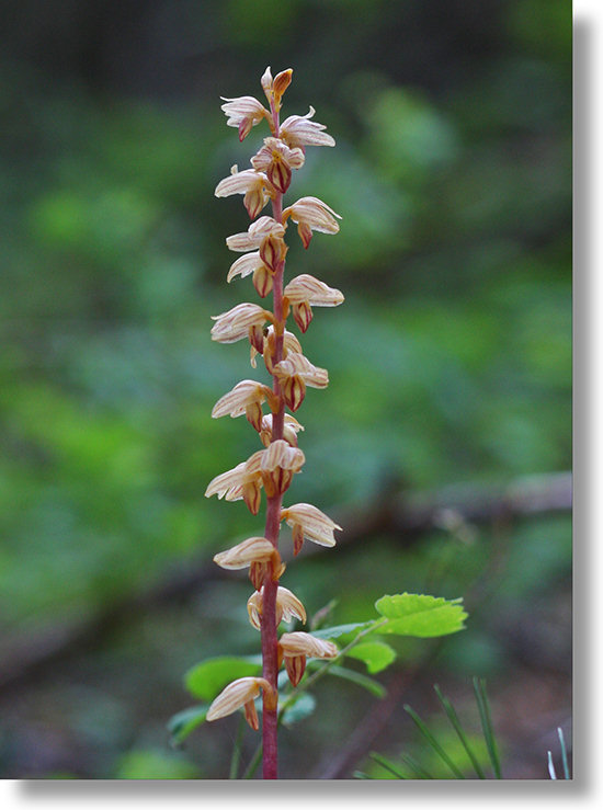 Striped Coralroot (Corallorhiza striata) plant in bloom, Nelder Grove