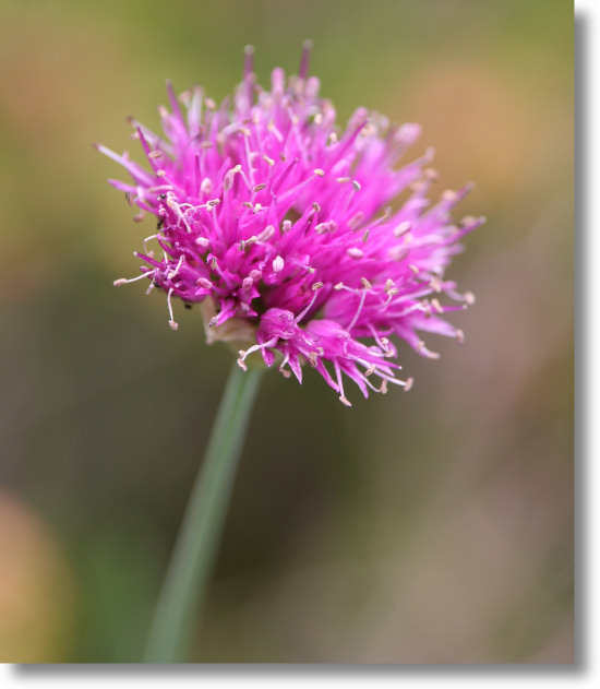 Swamp Onion blooming along the shores of Sunrise Lake, Yosemite National Park
