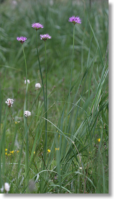 Swamp Onion (Allium validum) plants blooming in Yosemite Park