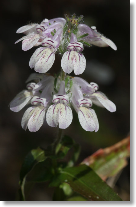 Pale Tincture Plant (Collinsia tinctoria) flowers