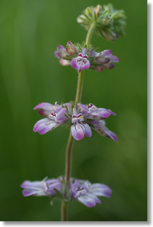 Medium-purple Tincture Plant (Collinsia tinctoria) flowers