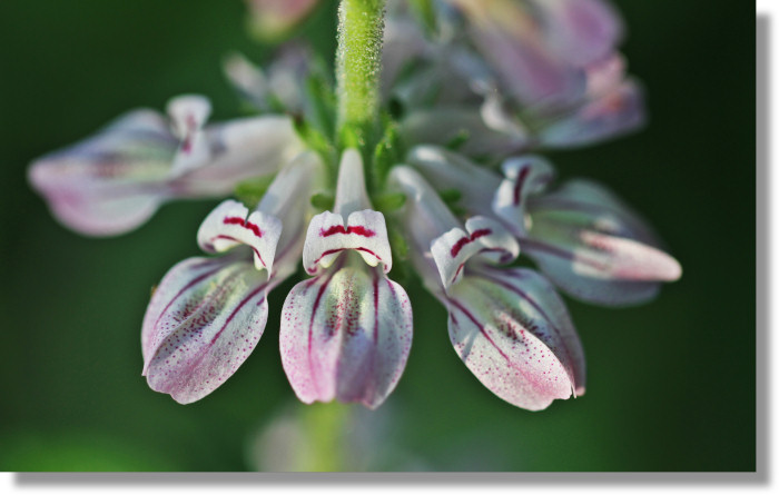 Tincture Plant (Collinsia tinctoria) flowers