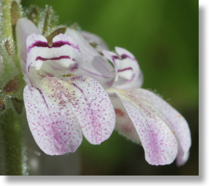 Tincture Plant (Collinsia tinctoria) flowers closeup view