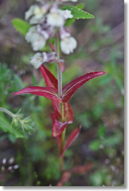 Red-leaved Tincture Plant (Collinsia tinctoria)