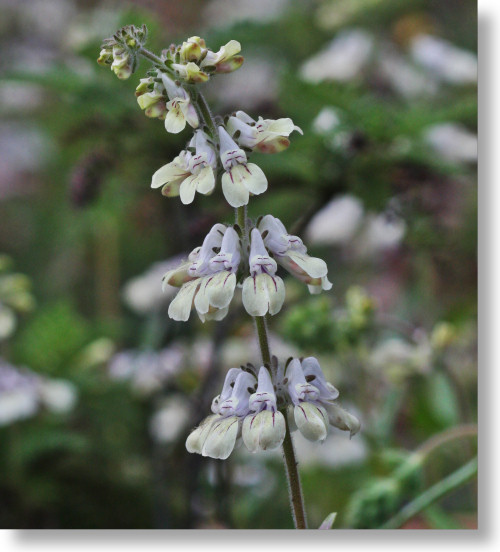 Yellow-throated Tincture Plant (Collinsia tinctoria) flowers
