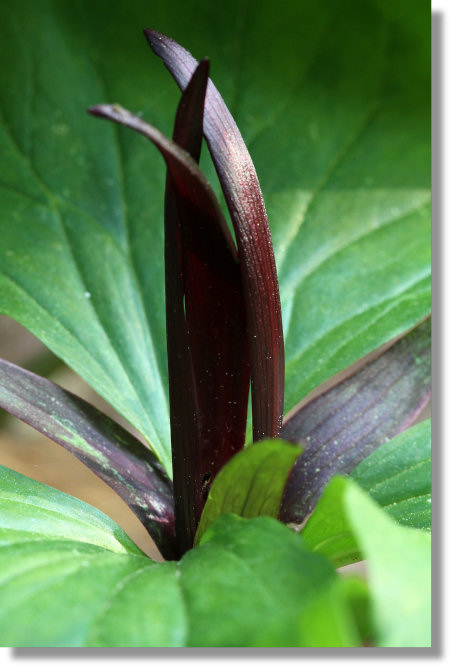 Narrow-Petaled Trillium (Trillium angustipetalum) flower