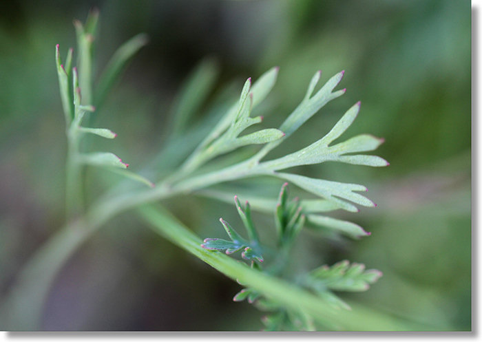 Tufted Poppy (Eschscholzia caespitosa) leaves