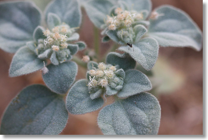 Turkey Mullein (Dove Weed, Croton setigerus) in bloom