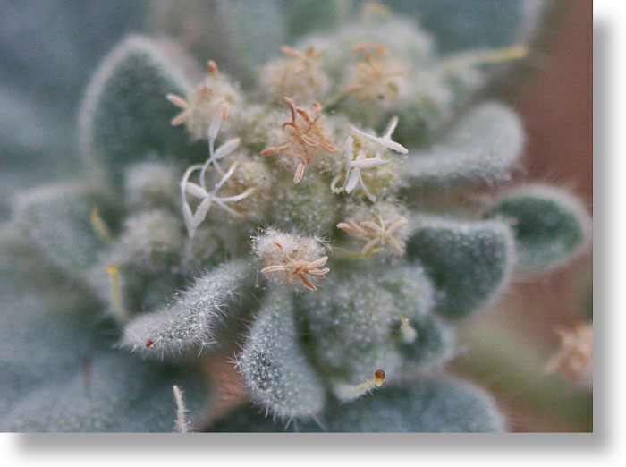 closeup view of Turkey Mullein (Croton setigerus) blooms