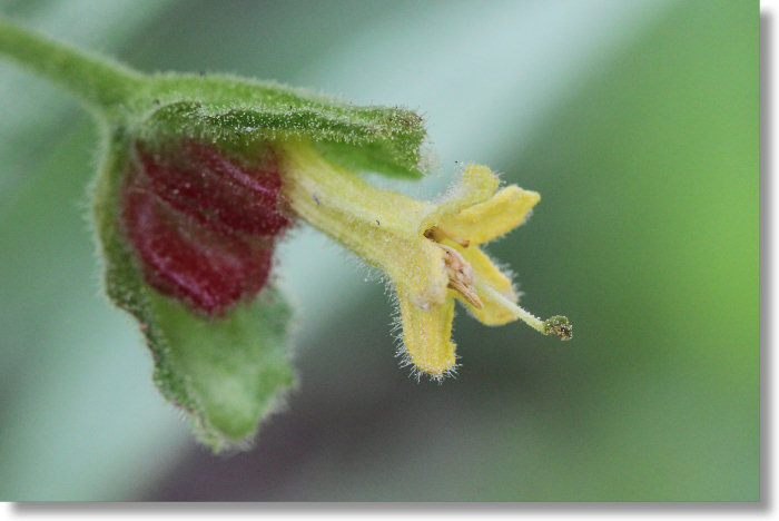 Twinberry Honeysuckle (Lonicera involucrata var. involucrata)