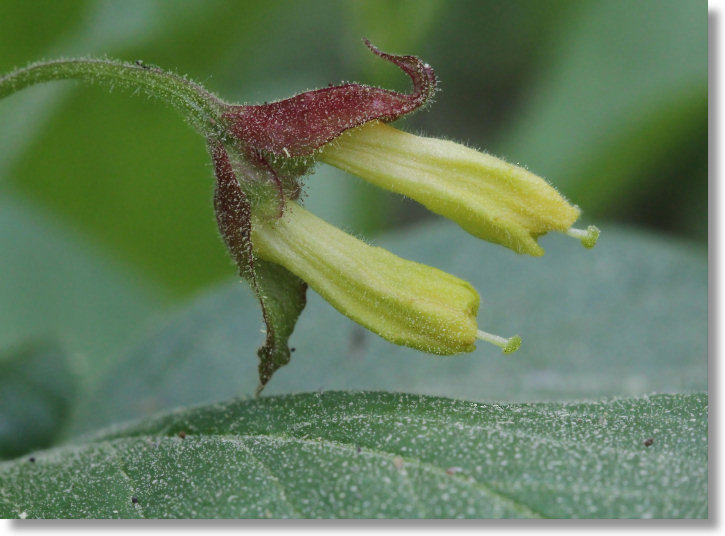Twinberry Honeysuckle (Lonicera involucrata var. involucrata) flowers