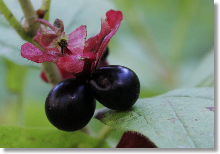 Twinberry Honeysuckle (Lonicera involucrata var. involucrata) fruit