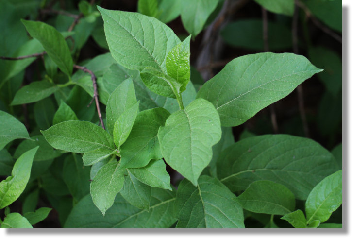 Twinberry Honeysuckle (Lonicera involucrata var. involucrata) leaves