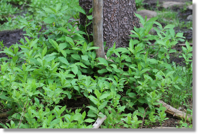 Twinberry Honeysuckle (Lonicera involucrata var. involucrata)