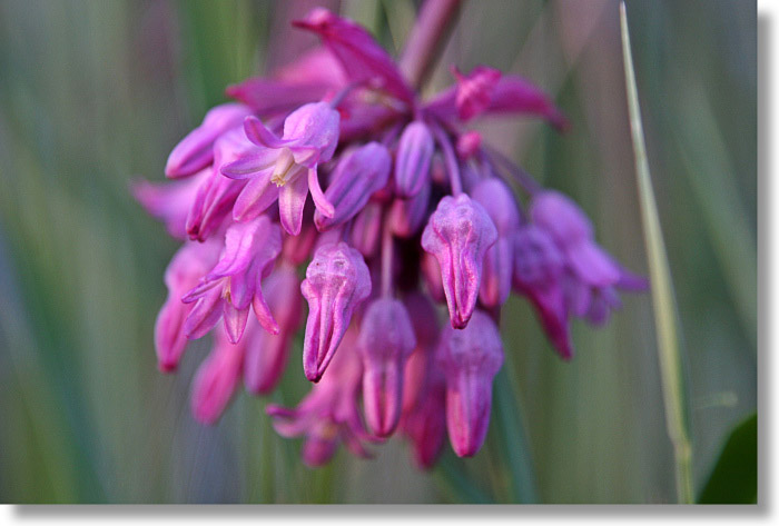 Twining Brodiaea Blooms