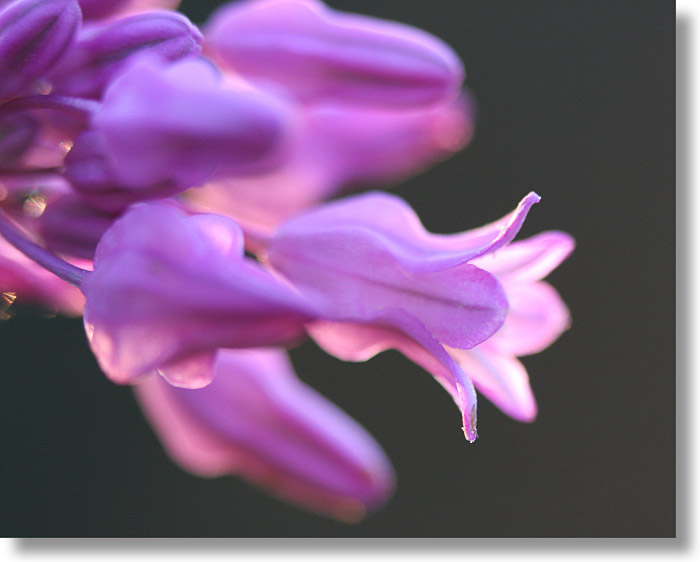 Closeup view of blooming Twining Snake Lily