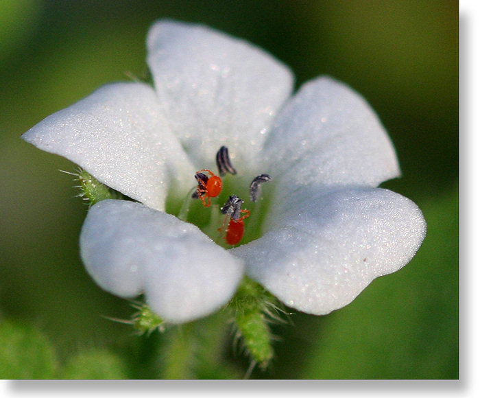 Varied-Leaf Nemophila blossom entertaining guests