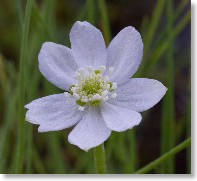 Waterfall Buttercup (Kumlienia hystricula)