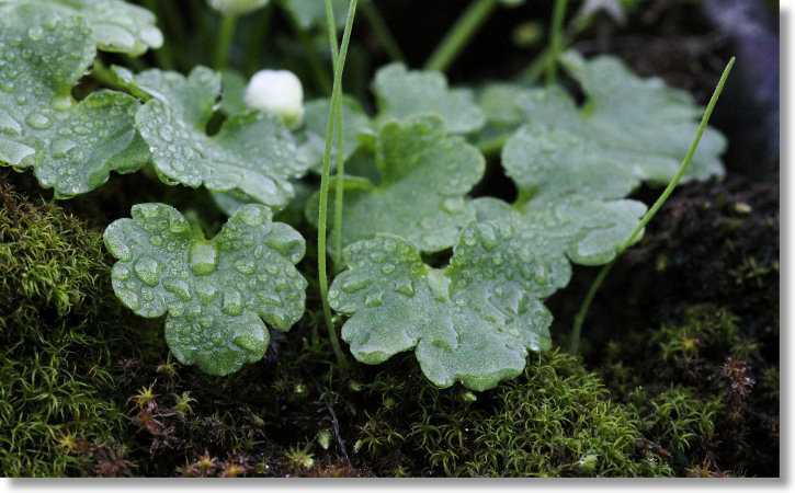 Waterfall Buttercup (Kumlienia hystricula)