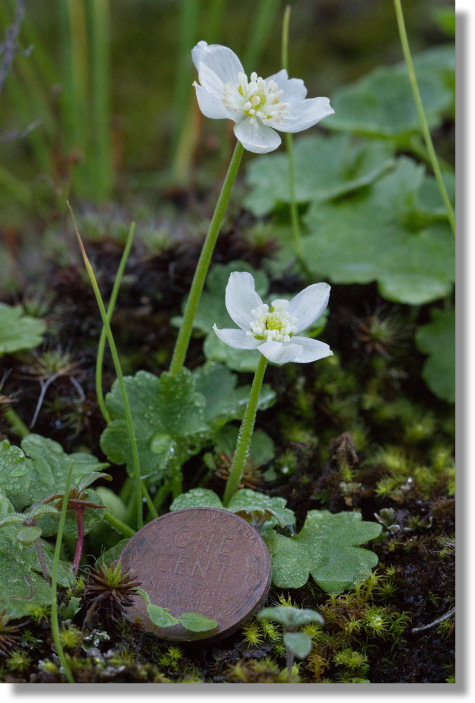 Waterfall Buttercup (Kumlienia hystricula)