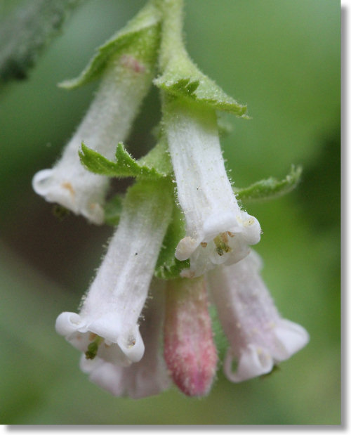 Wax Currant (Ribes cereum var. cereum) flowers