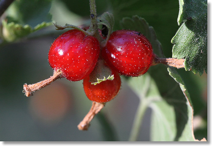 Wax Currant (Ribes cereum var. cerum) berries