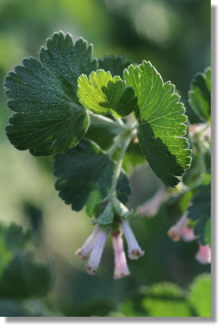 Wax Currant (Ribes Cereum var. cereum) leaves