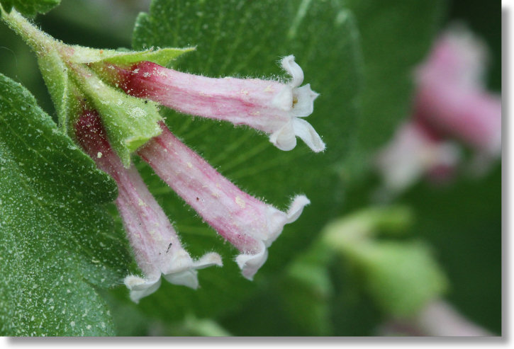 Pink Wax Currant (Ribes cereum var. cereum) flowers