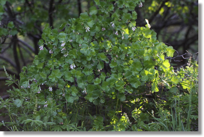 Wax Currant (Ribes cereum var. cereum) plant in bloom