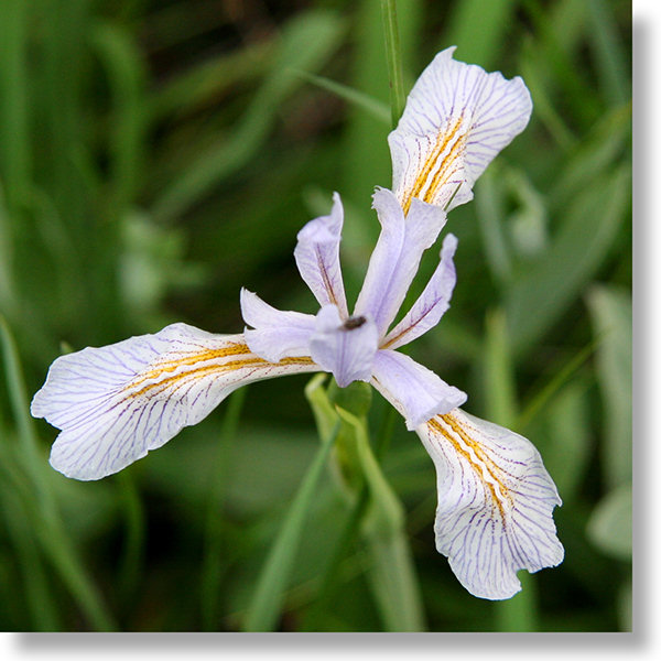 Western Blue Flag (Iris missouriensis) flower