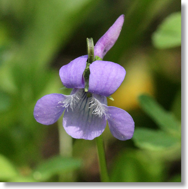 Western Dog Violet (Viola adunca) flower