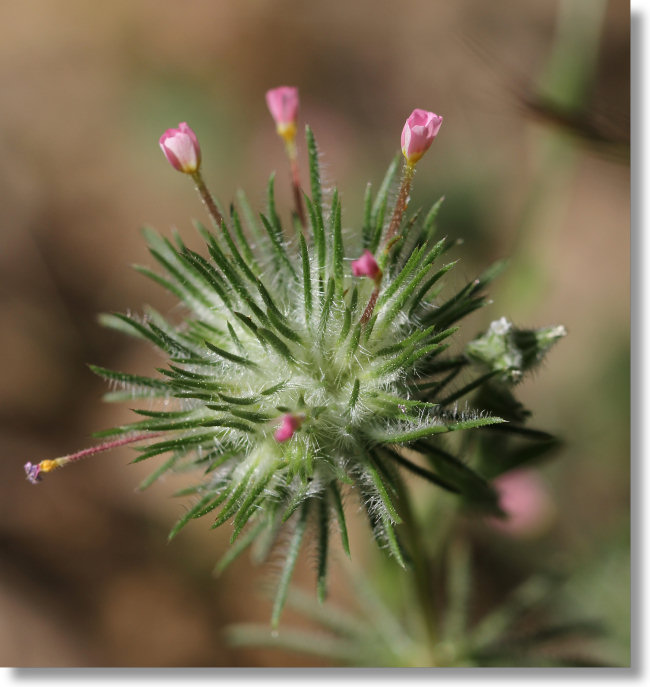 Whisker Brush (Leptosiphon ciliatus) flower cluster