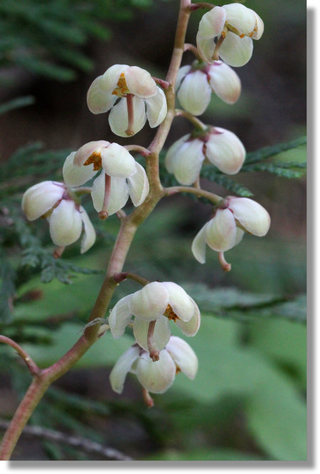 White-Veined Wintergreen (Pyrola picta) flowers