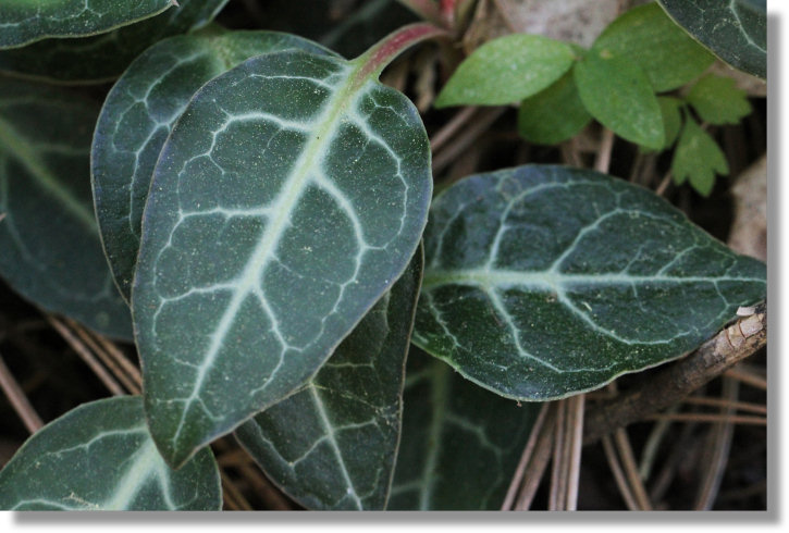 White-Veined Wintergreen (Pyrola picta)
